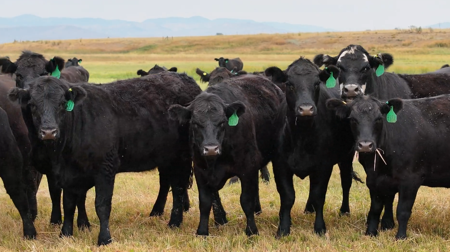 76 Head of Black and Black Baldy- BH910D5